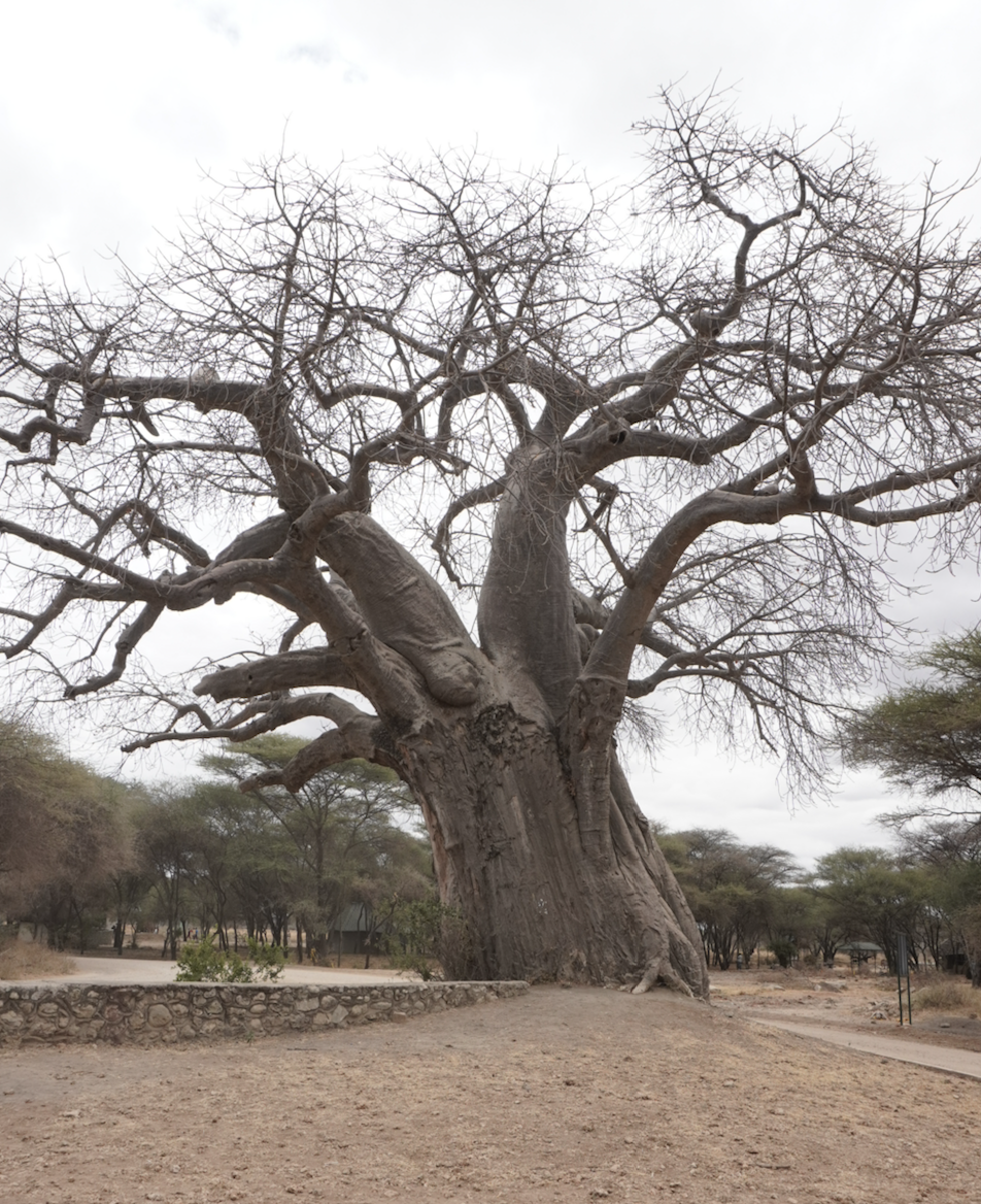 Boabab Tree aka Tree of Life