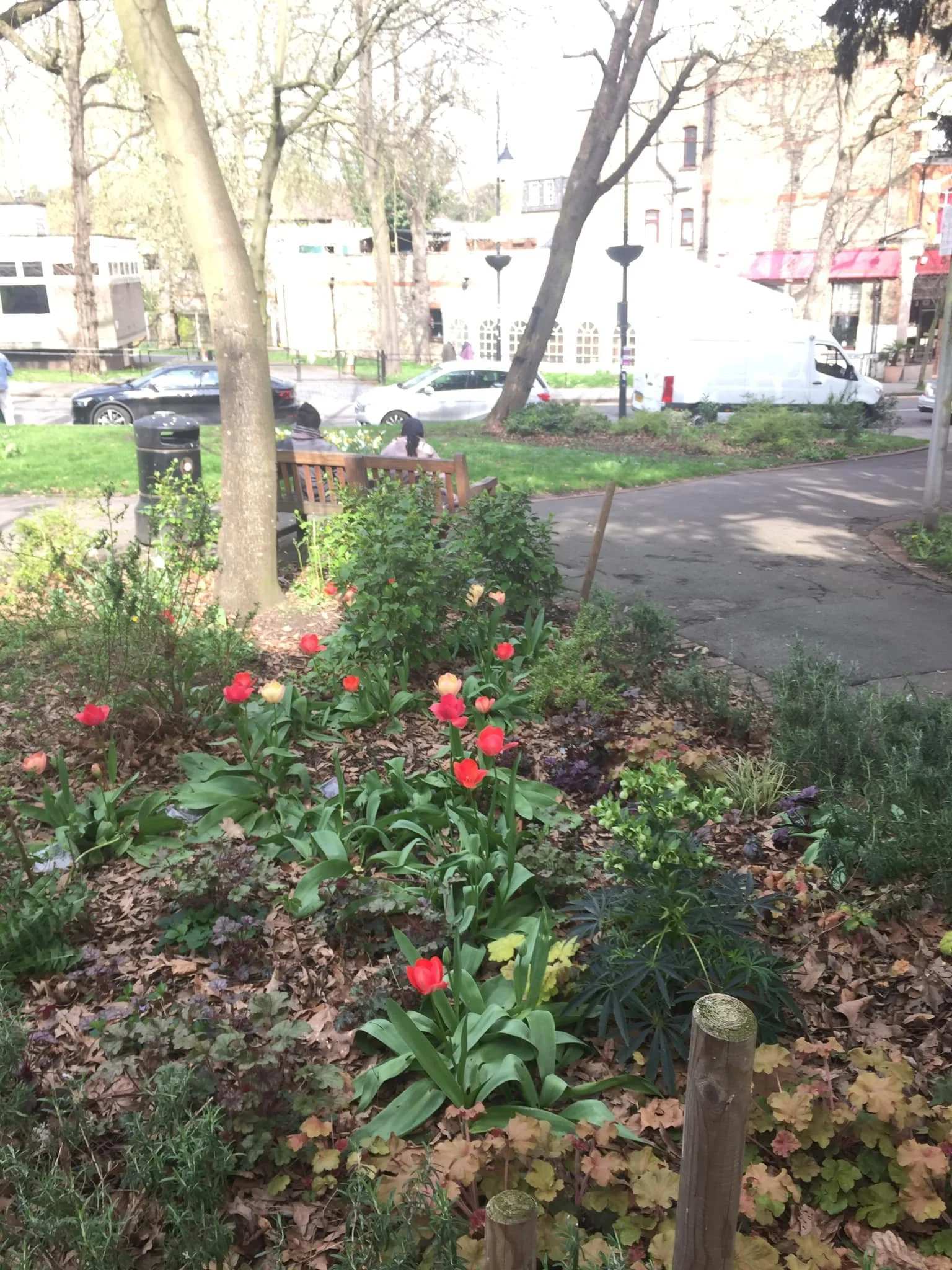  Bulbs at Pankhurst Green - March 2024 