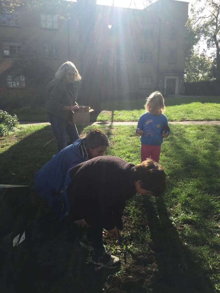  Daffodil bulb planting October 2023 