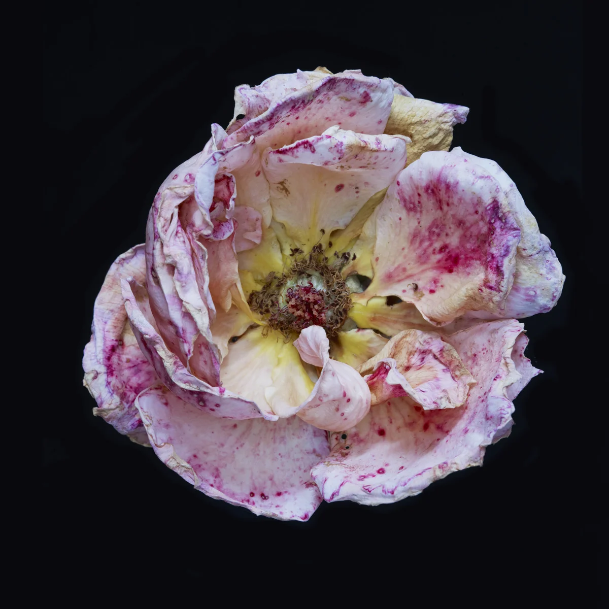 Flower2 21228as.jpg