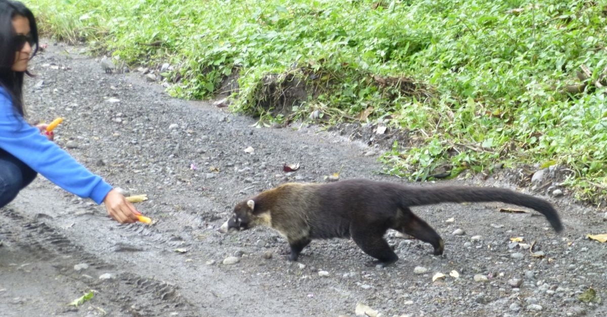 Feeding a Coati