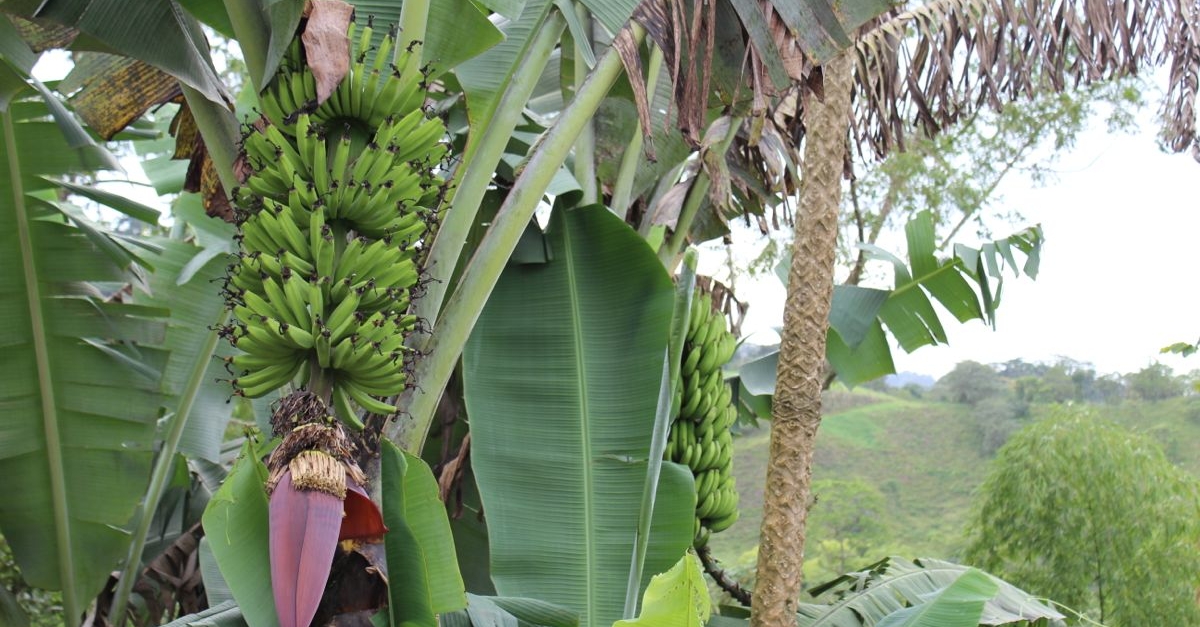 Bananas