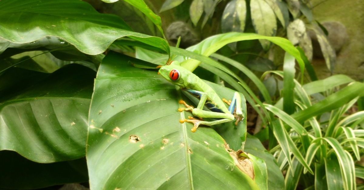 Red-Eyed Tree Frog