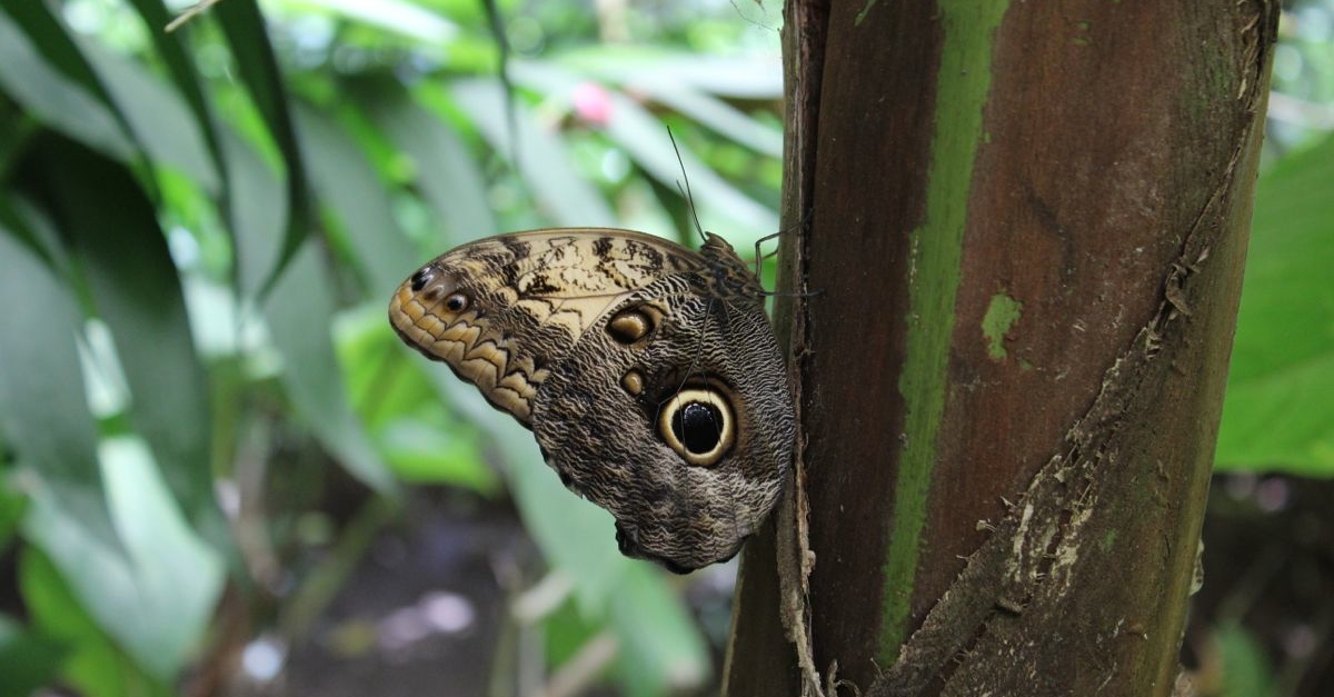 Owl Butterfly