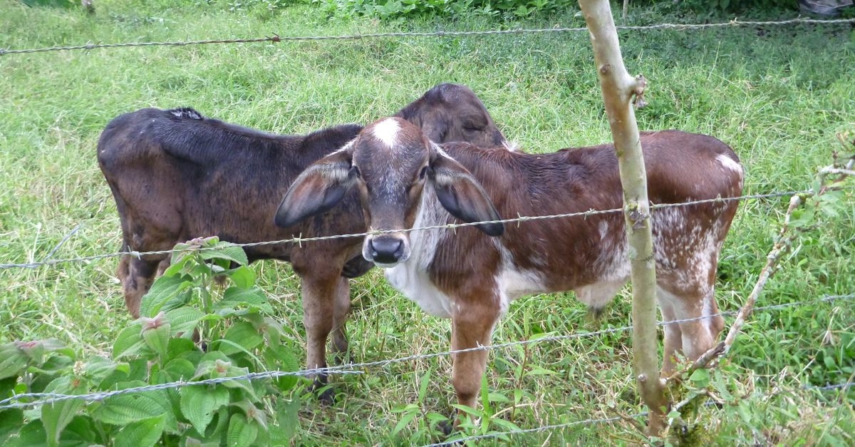 Costa Rican Cows