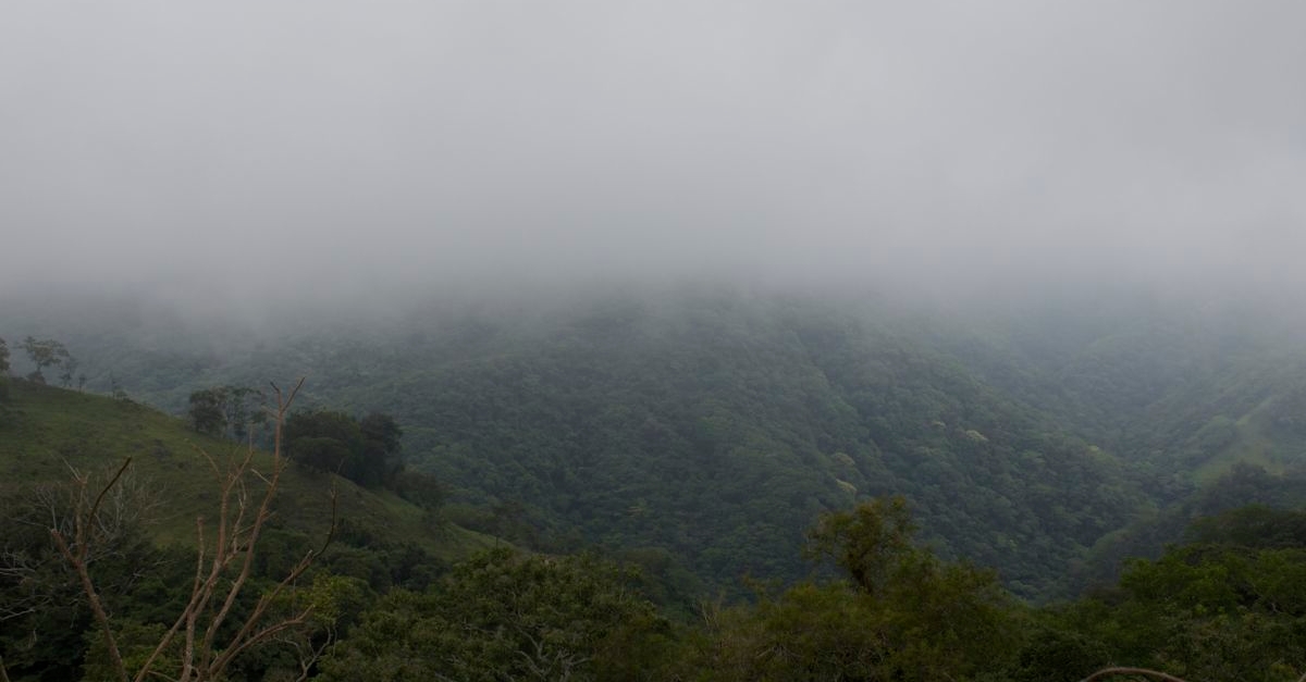 Cloud Forest