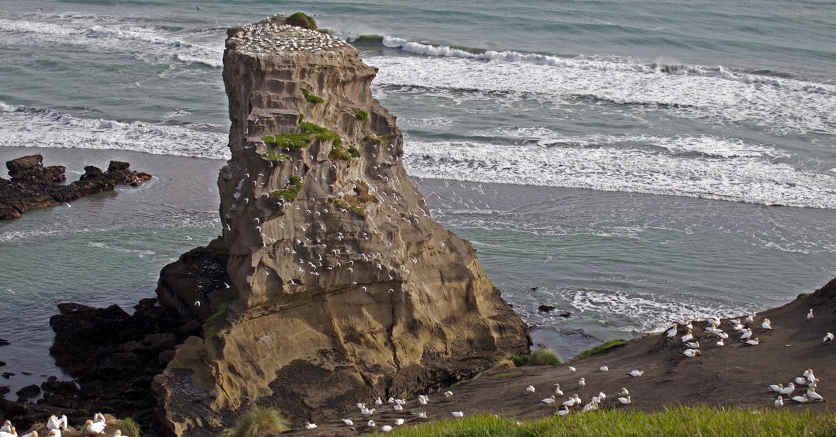 Gannet Colony