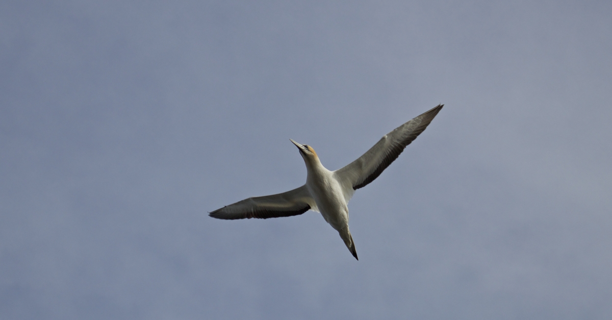 Gannet in Flight