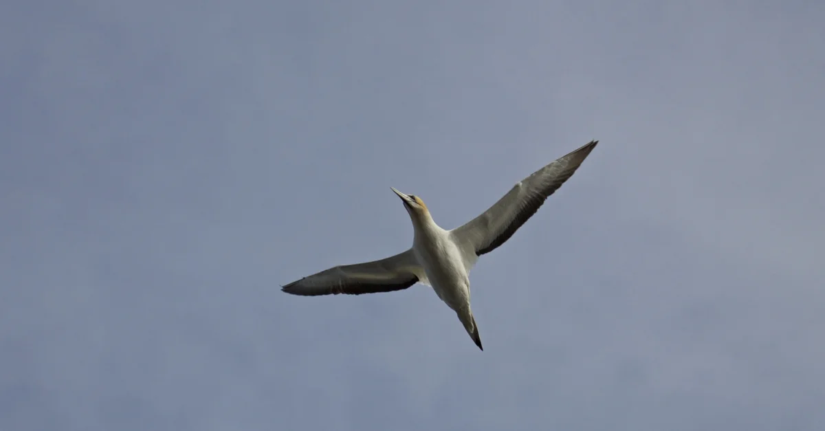 Gannet in Flight