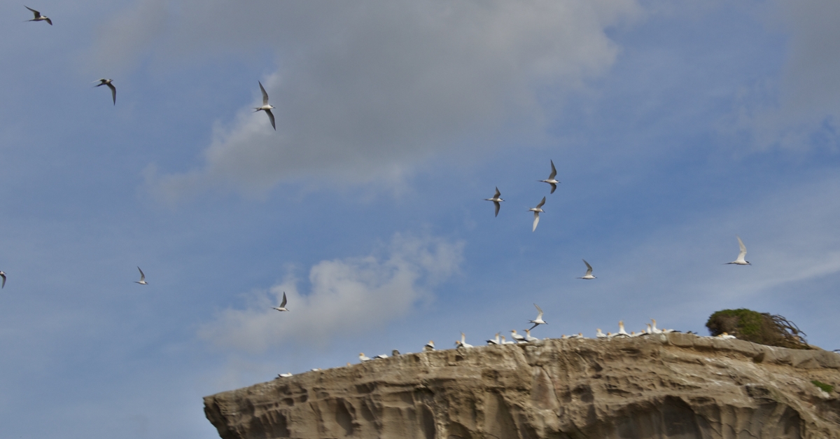 Terns over Gannets
