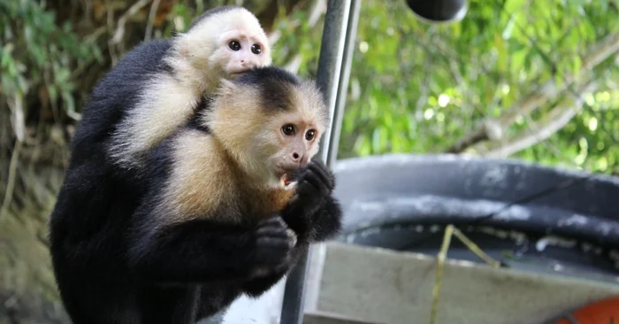 Panama Jungle Flashback