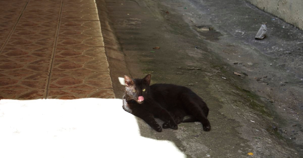 Gato Negro en Casco Viejo