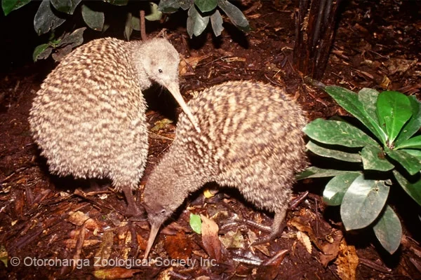 Image courtesy Otorohanga Kiwi House. You can see more images of Atu and the other birds at the Kiwi House here .