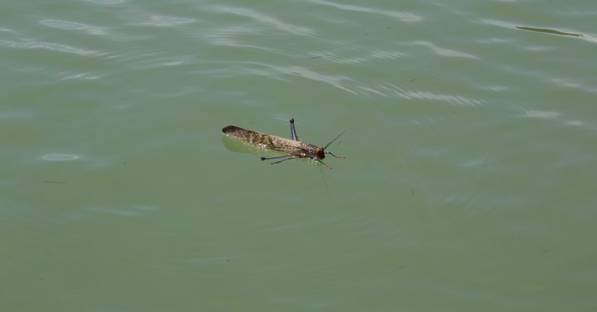 Grasshopper swimming.
