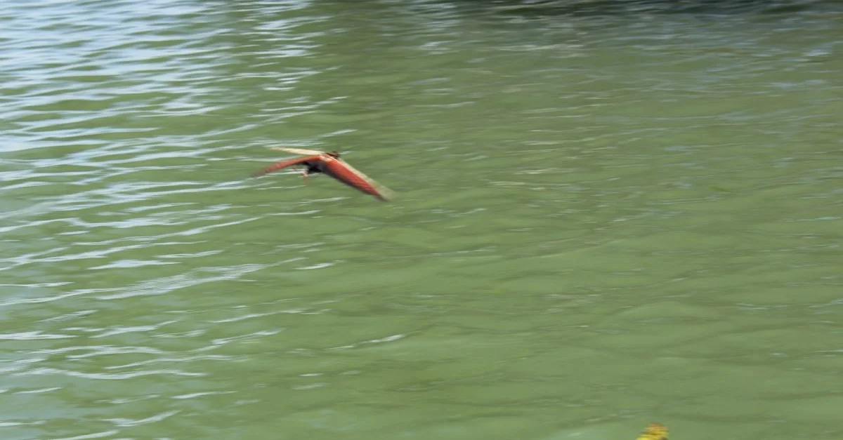 Grasshopper in flight.
