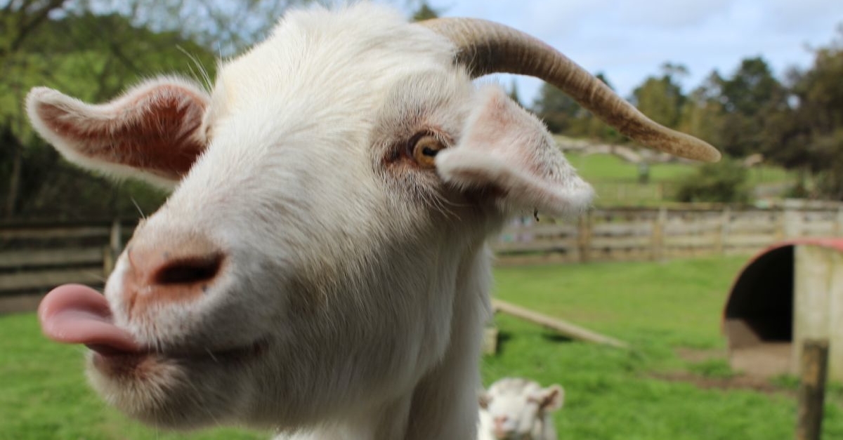 A Goat at Sheepworld