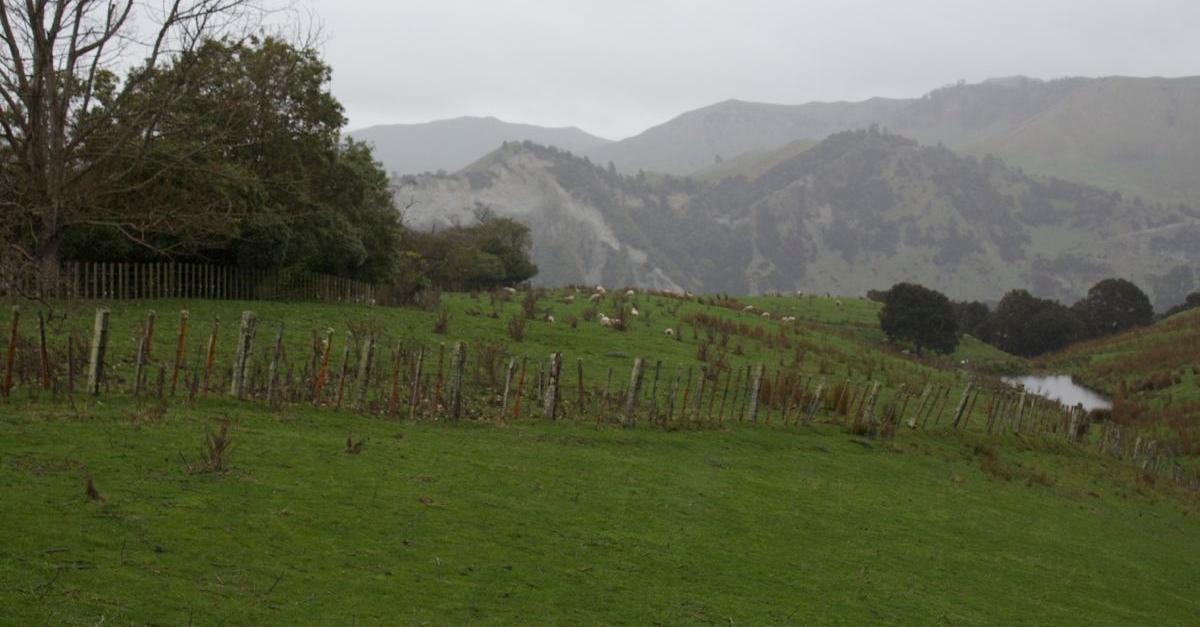 New Zealand Countryside