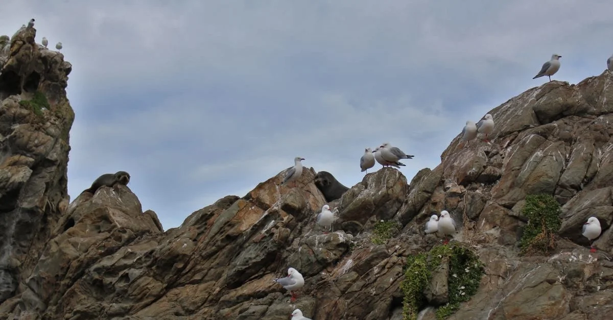 Seals in Kaikoura
