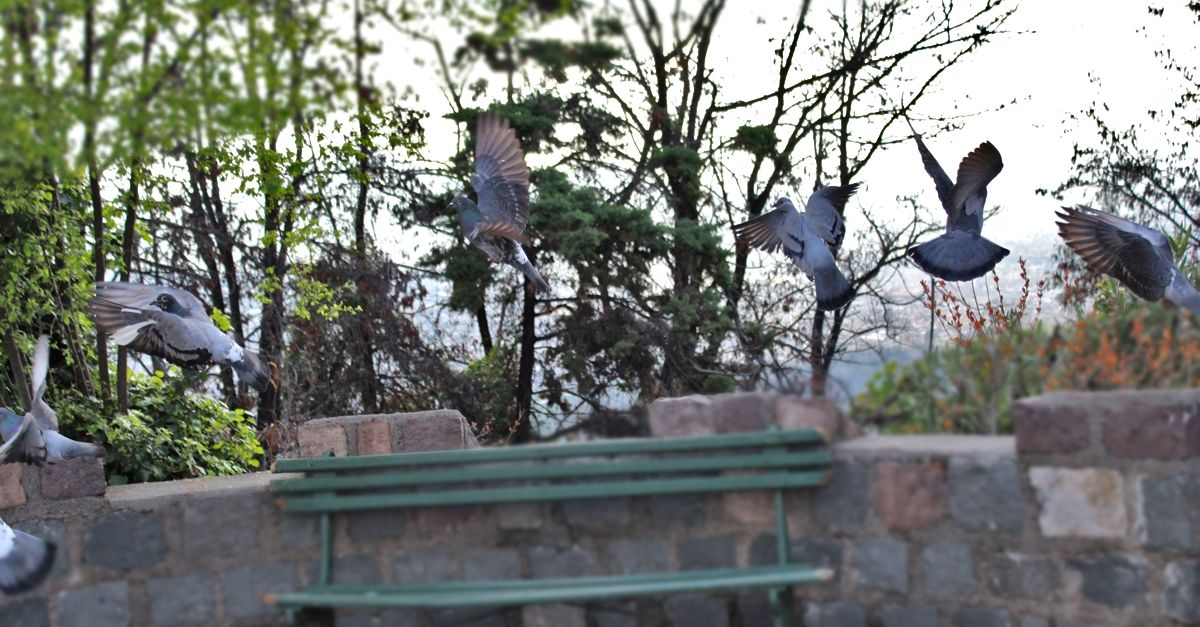 Pigeons on Cerro San Cristóbal