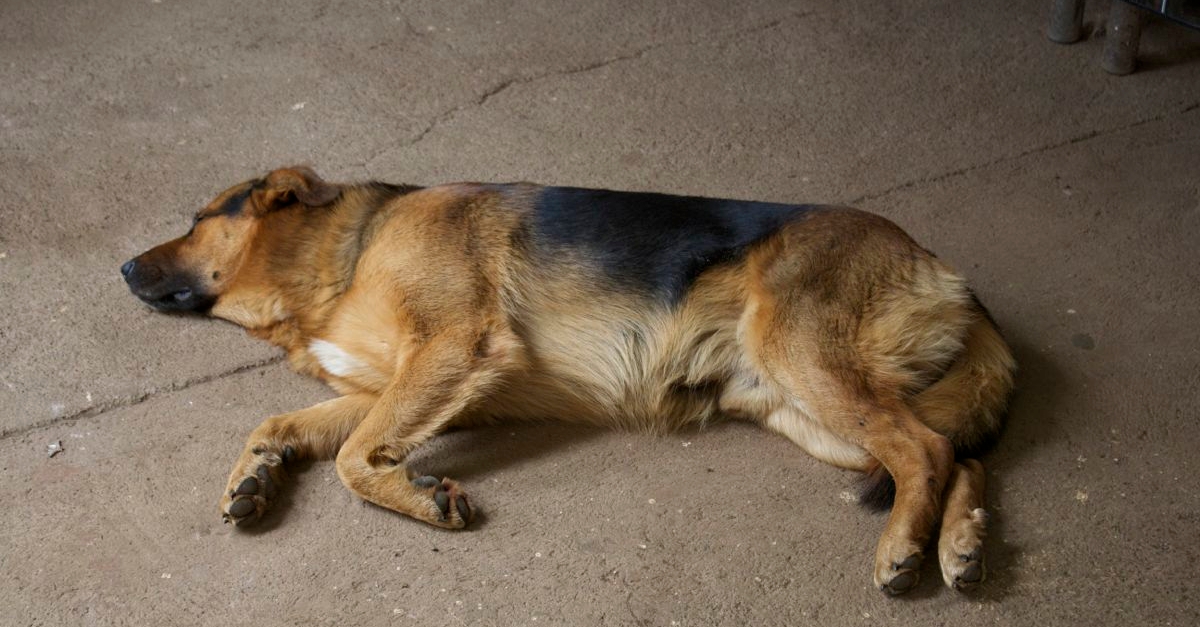 Another country, another dog.