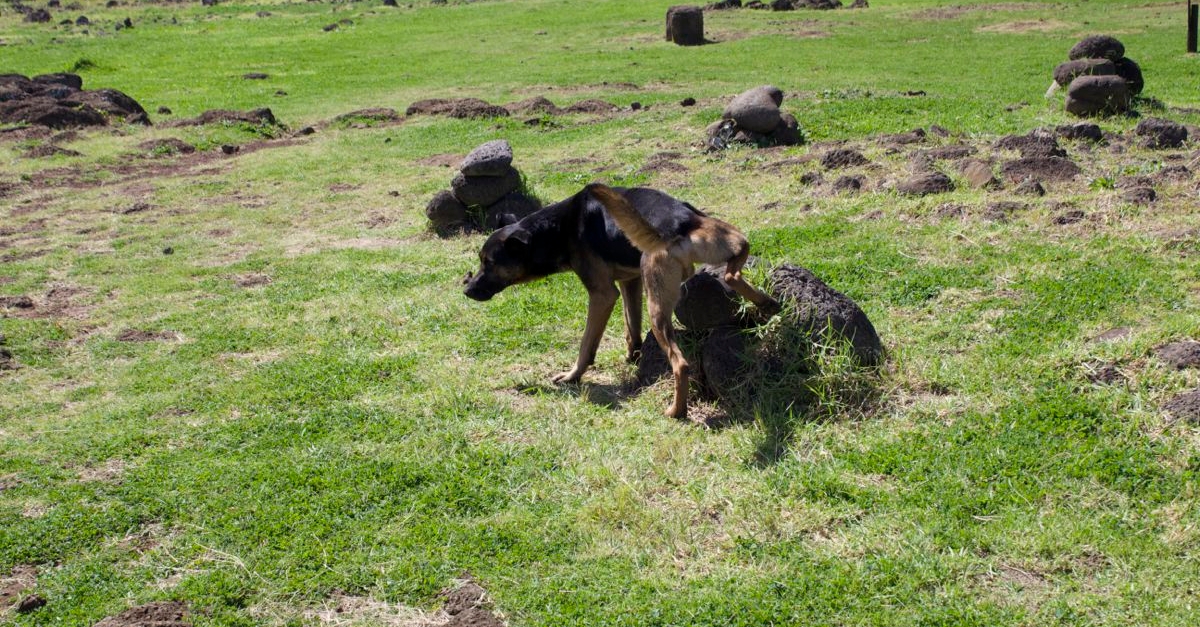 Dog at Tongariki