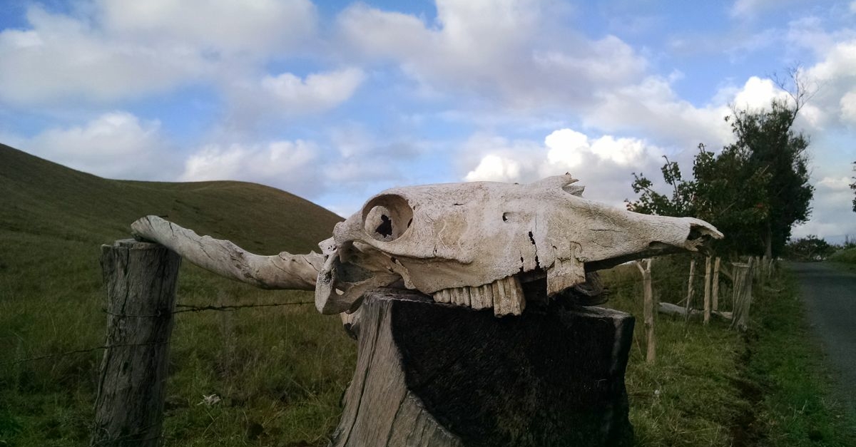 Horse Skull