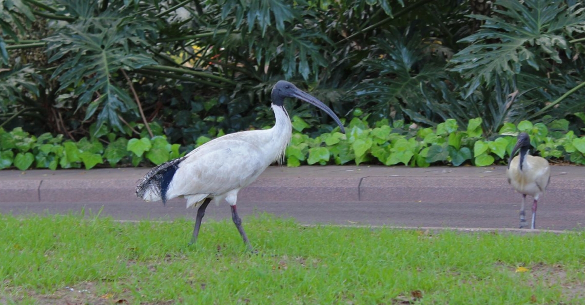 Black-headed ibis