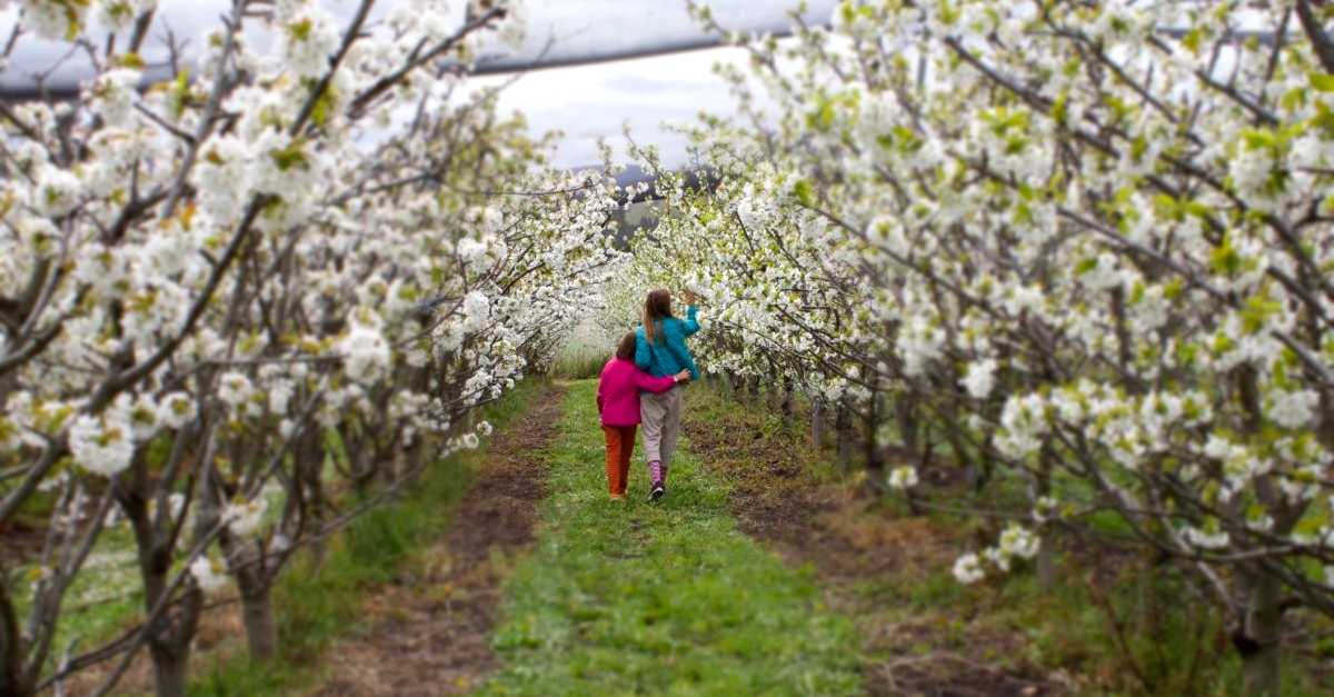 Among the cheery blossoms.