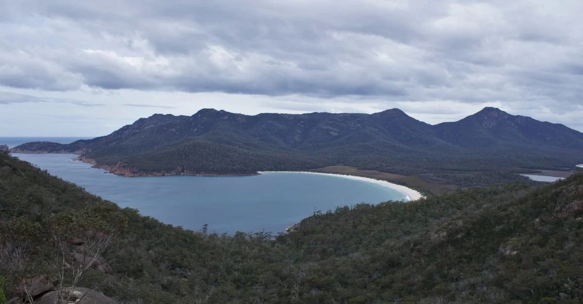 Wallabies in Wineglass Bay