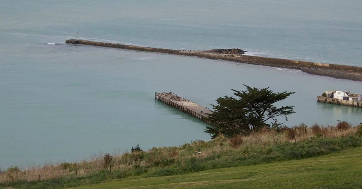 NZ166.jpg