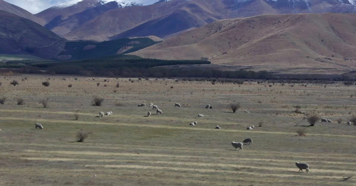 Sheep of Rohan.