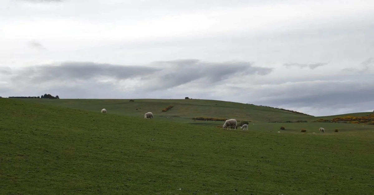 Images of New Zealand
