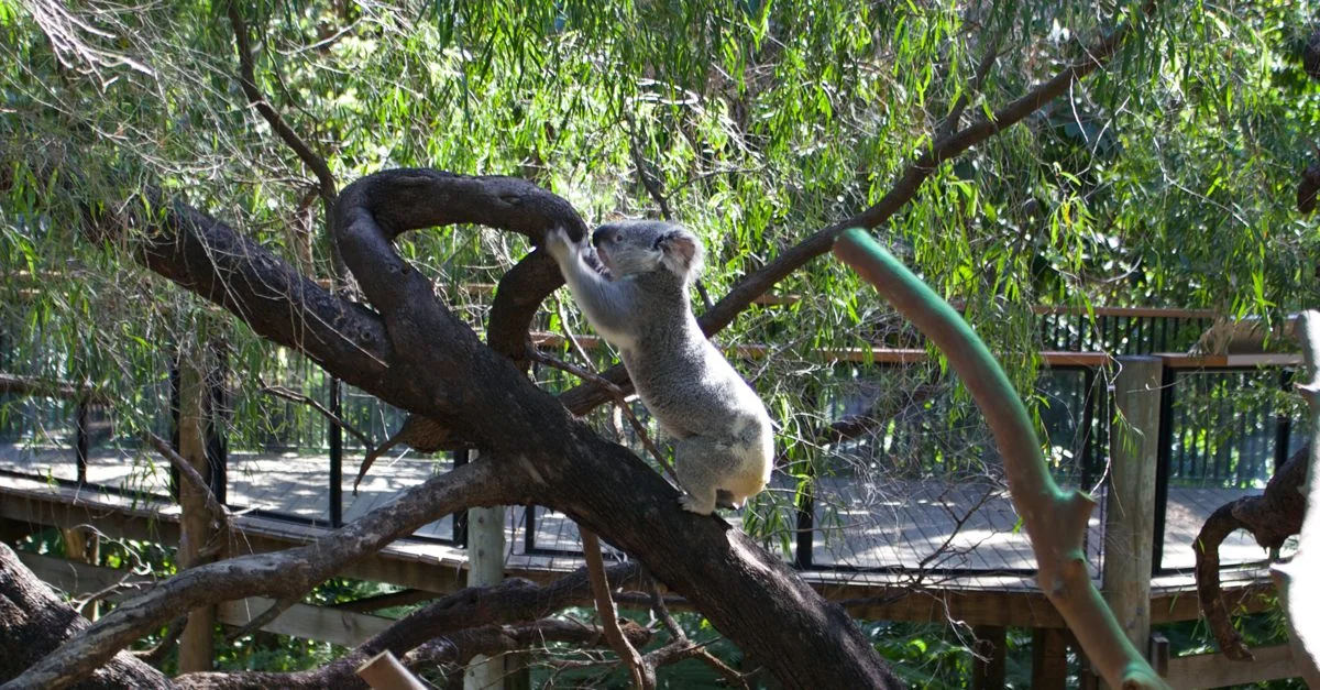 Slater the Koala