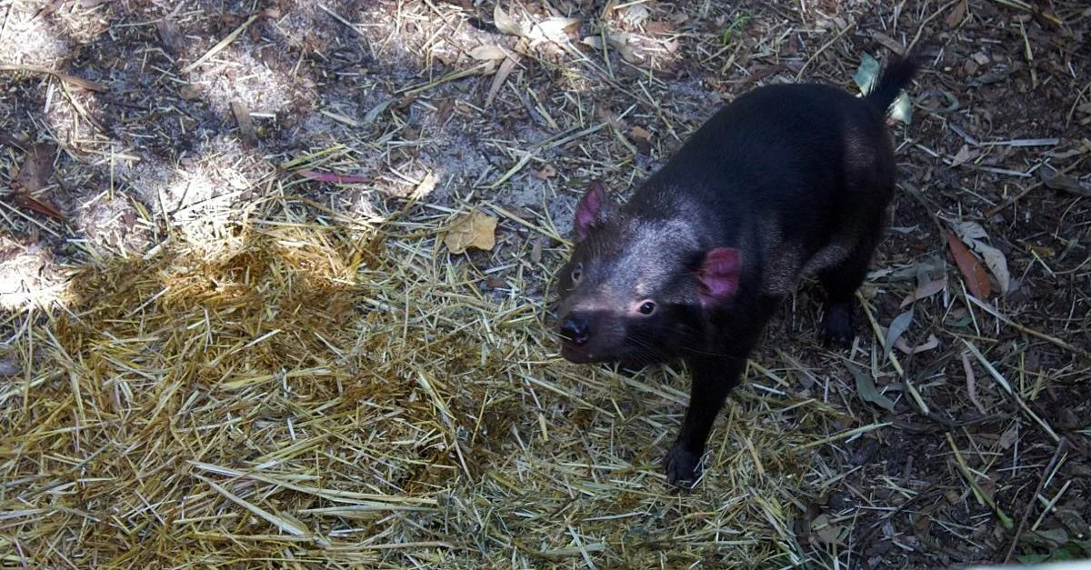 Tasmanian devil.