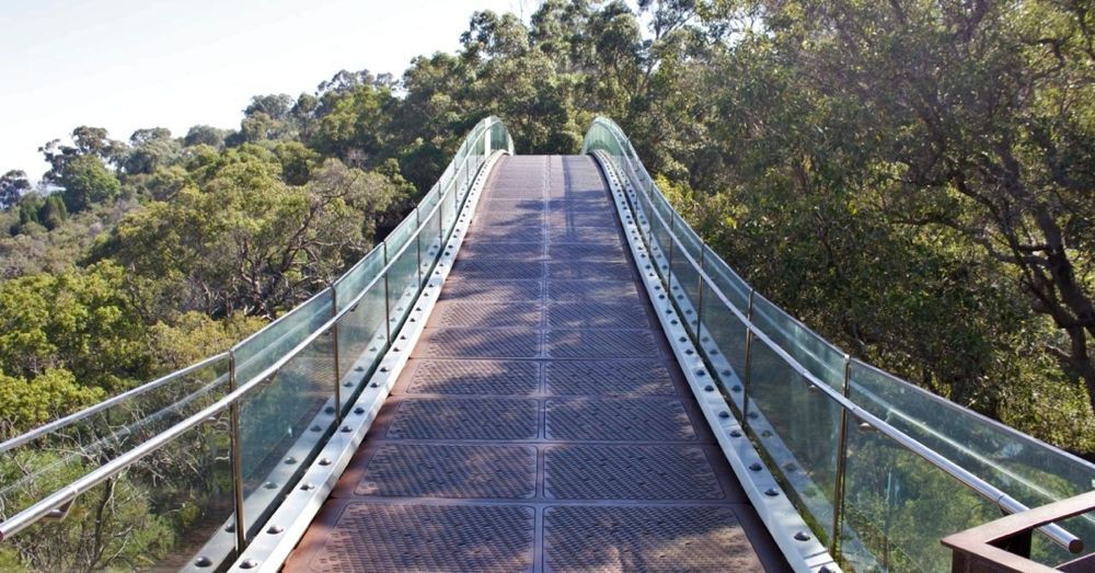 Up the Tree Top Walkway