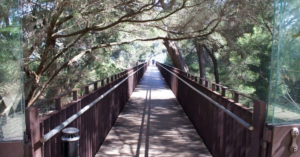 Entrance to the Tree Top Walkway