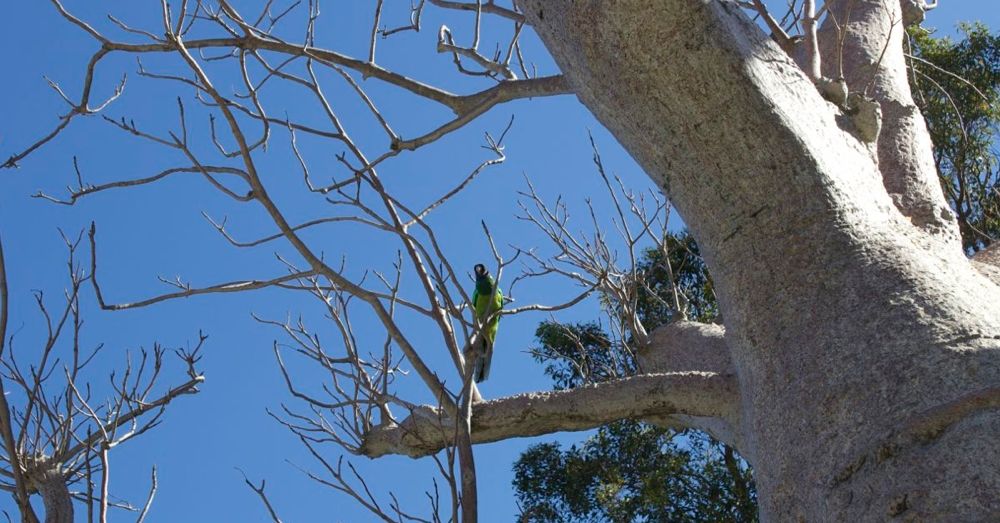 Bird in a Baob