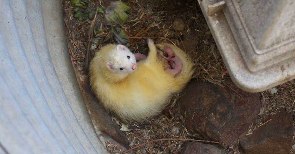 Mama Ferret