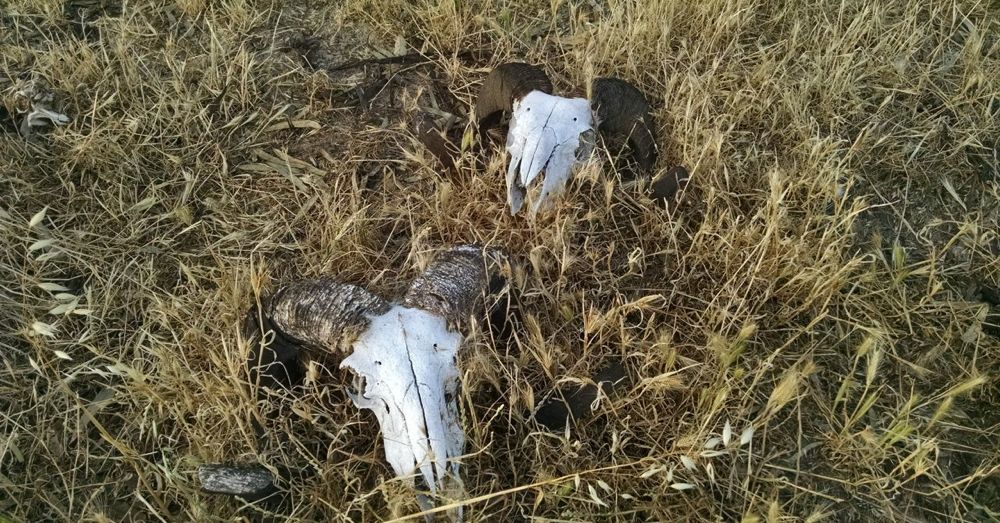 Ram skulls.