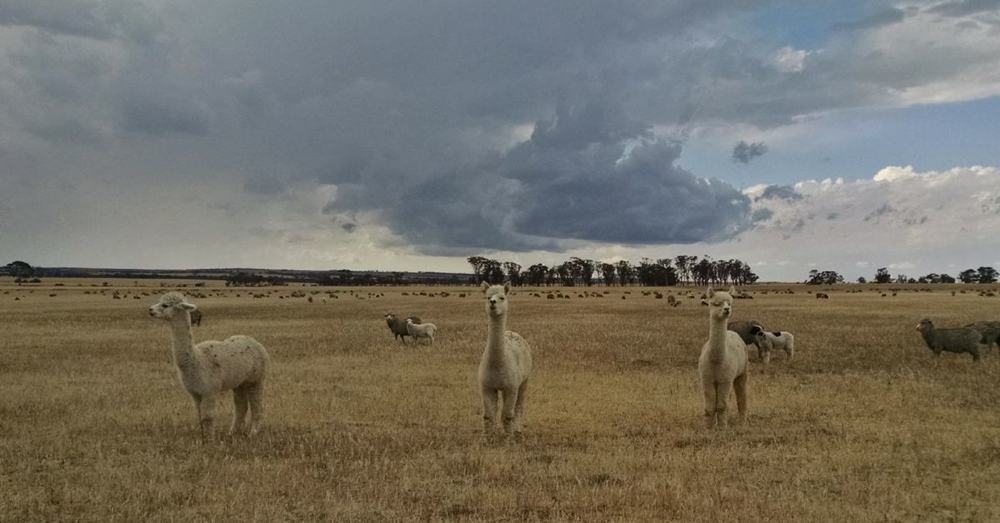 Three Alpacas