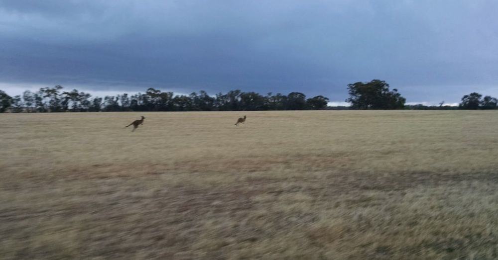 Kangaroos on the run.