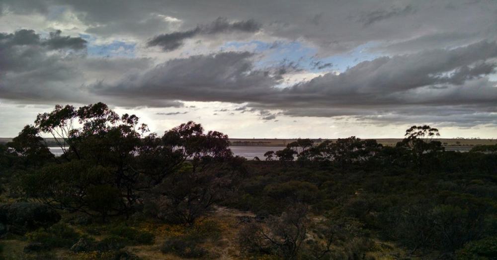 Twilight in the bush.
