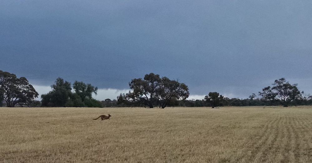 There's a kangaroo in the wheat field.