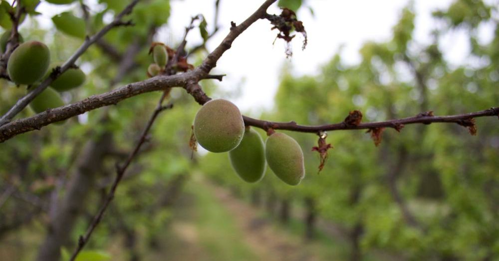 Apricots