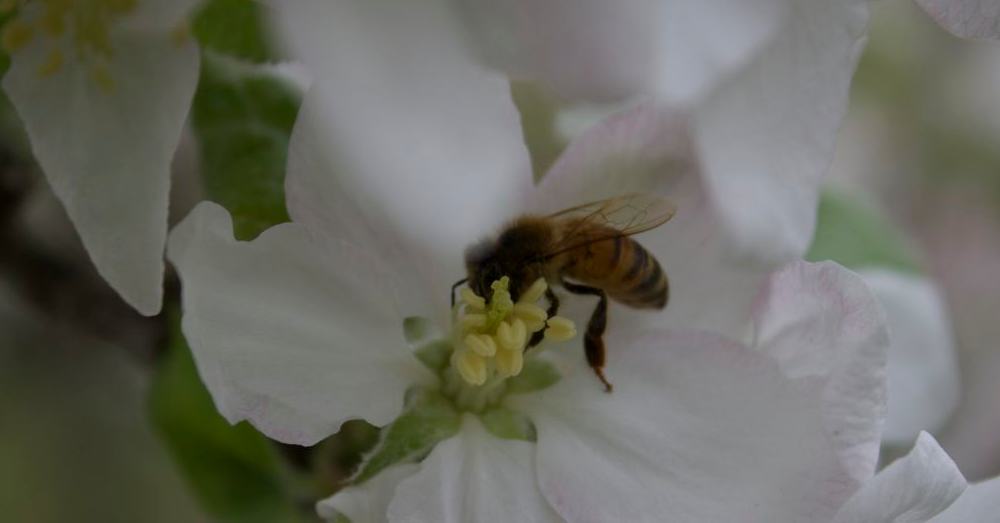 Working the flowers