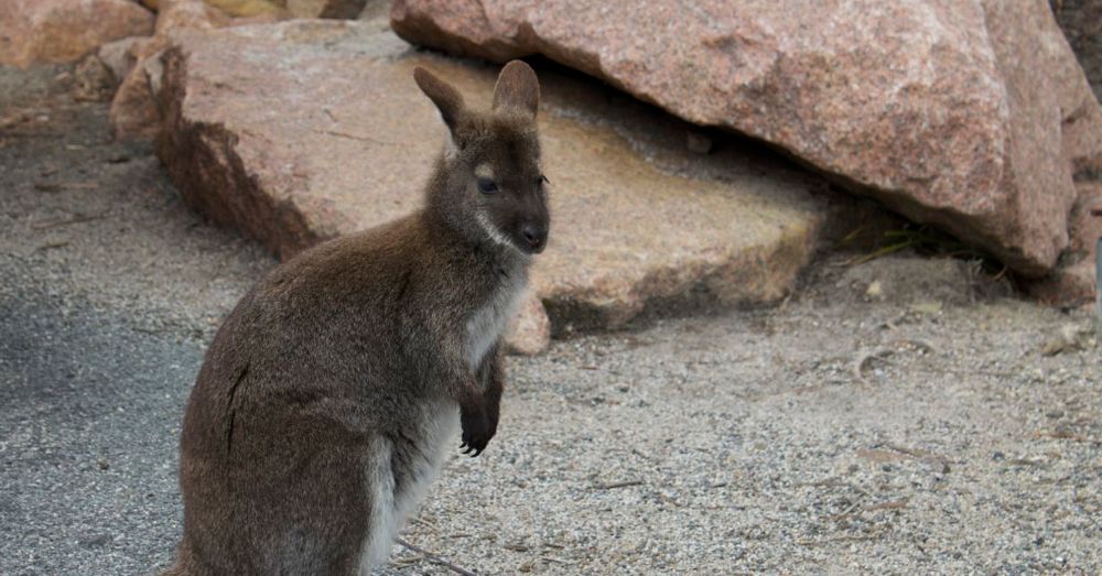 Wallaby