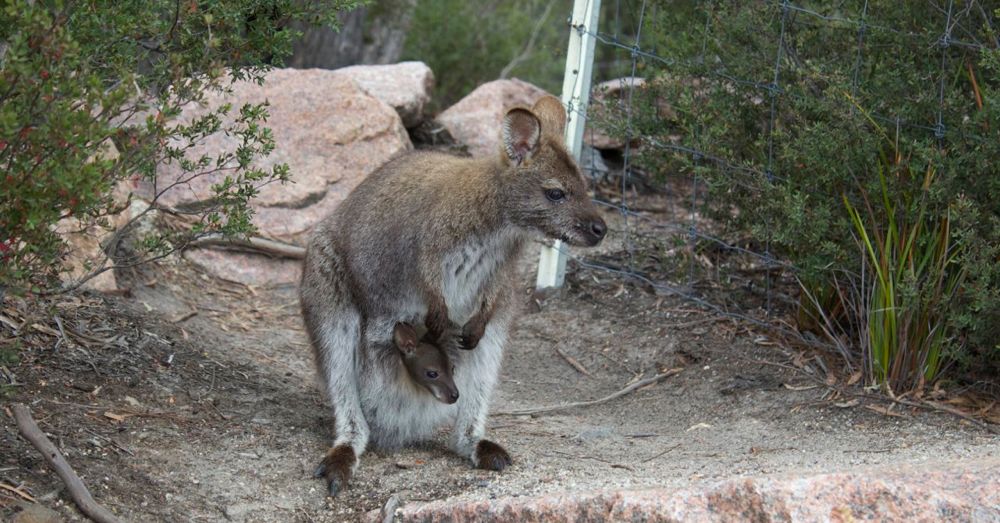 Wallabies