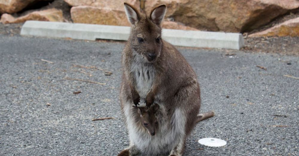 Wallabies