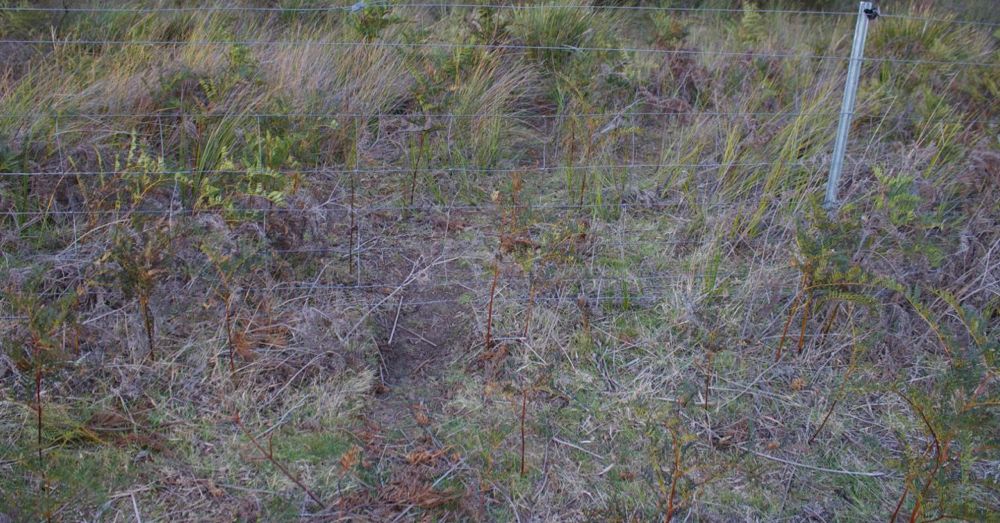 Wallaby track