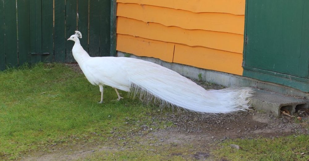 White Peacock, Closed